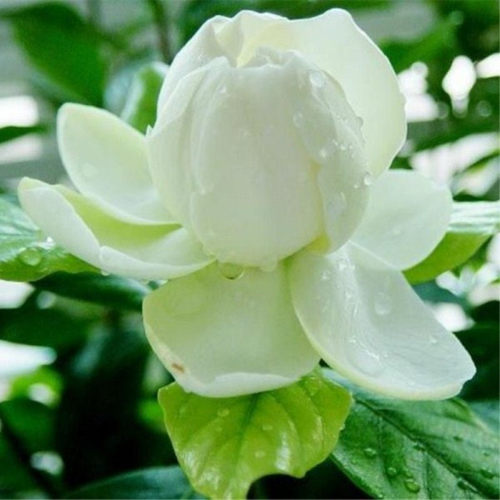 绿植包邮重瓣四季芳香栀子花牡丹