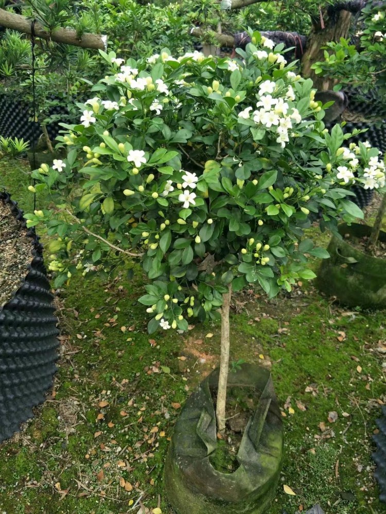 九里香花苗室内外盆栽浓香型易种