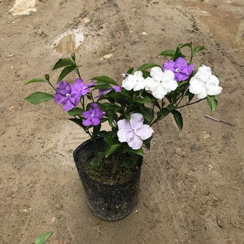 鸳鸯双色茉莉花苗阳台虎头