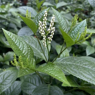 白珠兰花 四季开花金粟兰阳台室内盆栽珠兰花 白珠兰 鱼子兰花苗