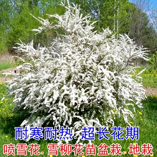 雪柳盆栽垂吊喷雪花树苗菱叶喷泉花园庭院屋顶多年生花灌木驱蚊虫