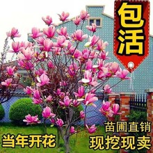 嫁接红玉兰花盆栽带花苞紫玉兰花期长浓香矮化紫玉兰树苗庭院地栽