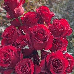 高原红灌木月季花盆栽庭院丝绒浓香暗红色玫瑰花切花直立性好耐寒