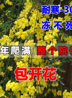 连翘花苗迎春花小苗丛生黄老虎