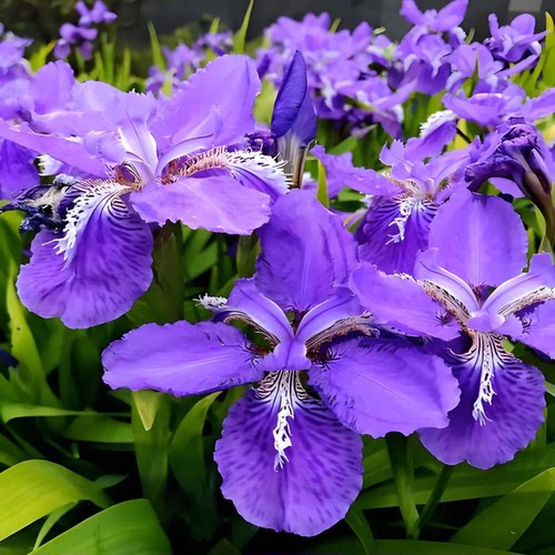 蓝花鸢尾花苗大花萱草金娃娃花