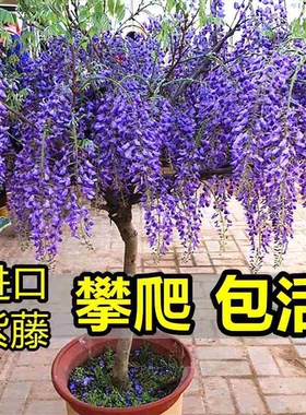 紫藤花树苗庭院种植物攀爬藤植物