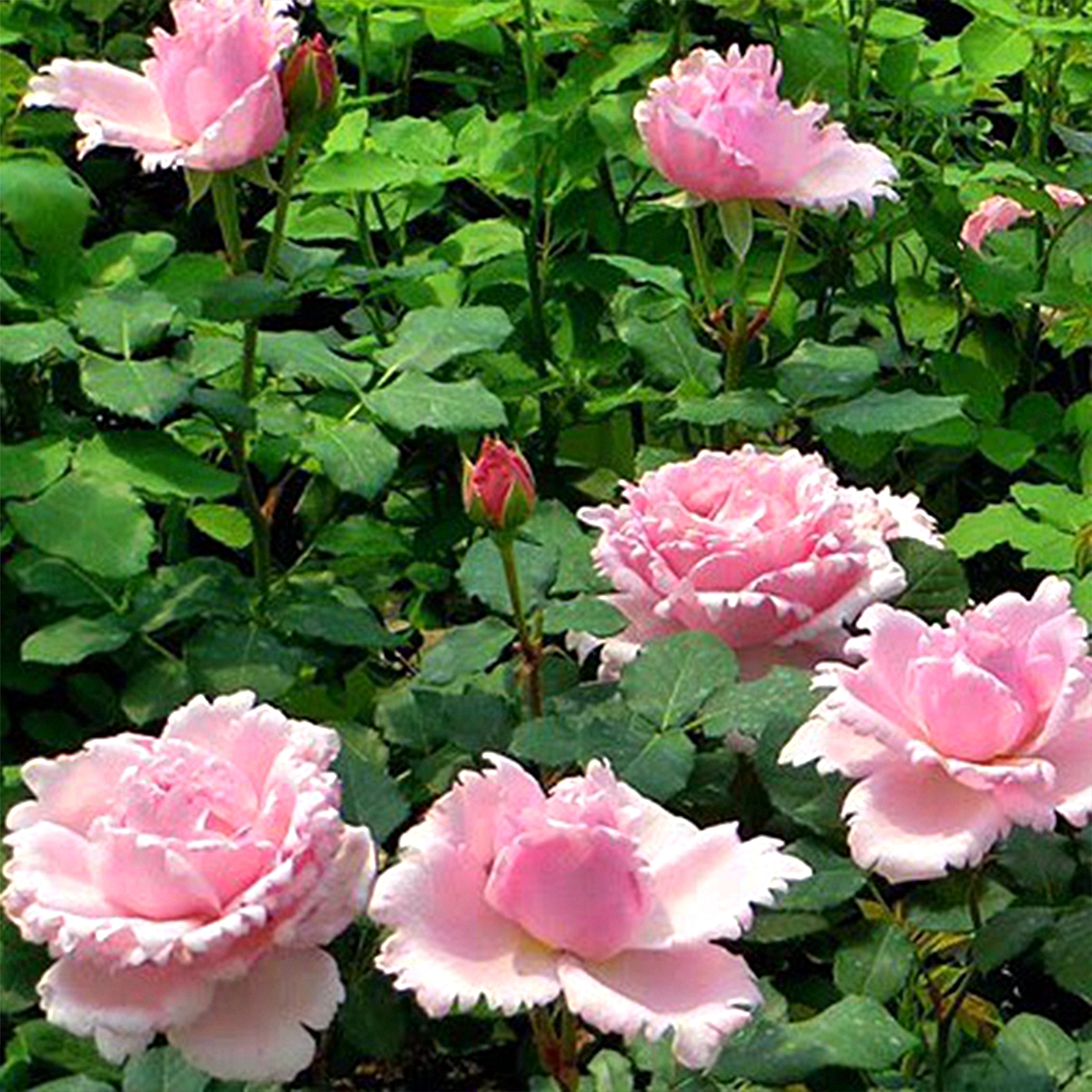 索菲罗莎月季花苗大花浓香直立性粉色玫瑰花盆栽花卉室内植物庭院,鲜花速递/花卉仿真/绿植园艺,月季/蔷薇/玫瑰,淘宝优惠券,粉丝福利购,淘宝优惠卷