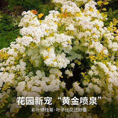 黄金绣线菊喷泉瀑布金山菱叶菊