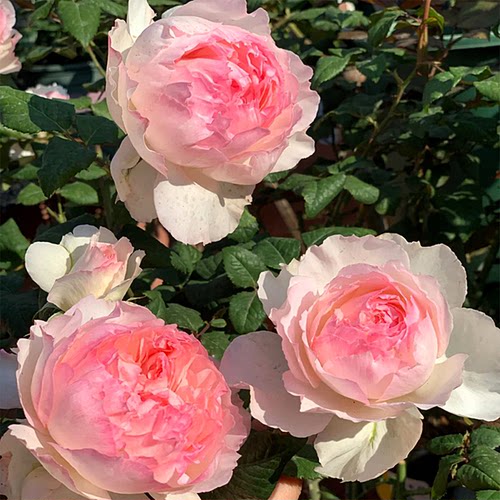 佩尔朱克灌木大花粉色浓香欧月多季开花月季花苗庭院阳台种植耐寒