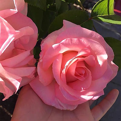 超新品伟大世纪月季花苗大花浓香