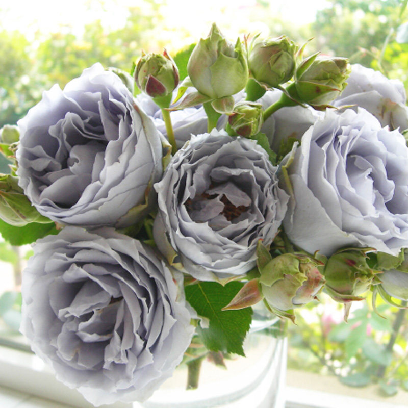 蓝紫色青龙月季花苗直立性好强香四季开耐热花卉植物盆栽浓香玫瑰