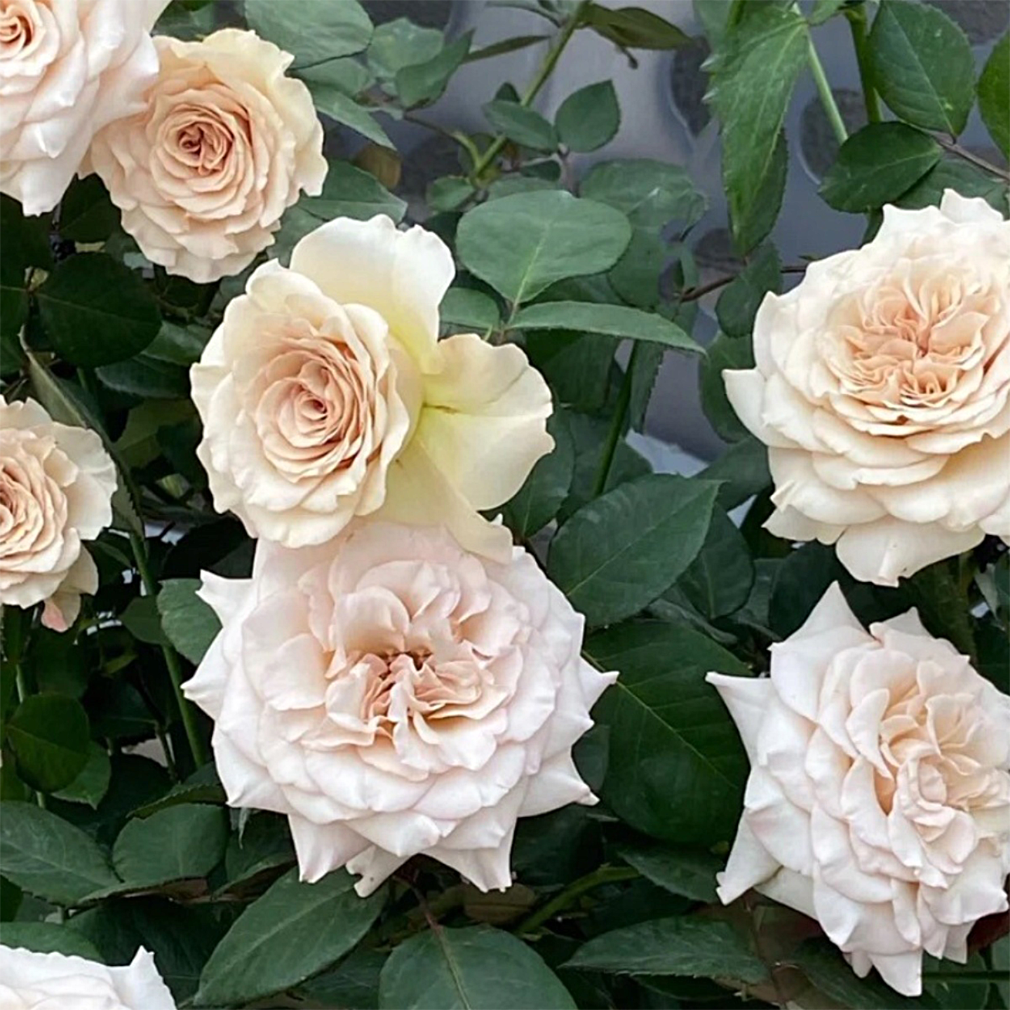 第九天使光之翼浓香玫瑰月季花苗