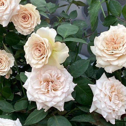 第九天使光之翼浓香玫瑰月季花苗