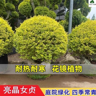 亮晶女贞球塔形彩叶女贞落地球灌木庭院阳台花境四季常青耐热耐寒