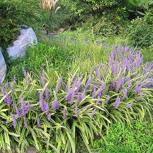 金边麦冬草苗室外地栽四季常绿别墅庭院多年生草本植物耐寒驱蚊虫