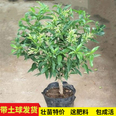 好养夜来香花四季种植夏季阳台