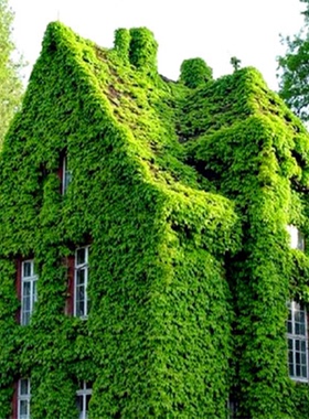 爬山虎苗爬藤植物四季户外三叶五叶红色爬墙虎苗盆栽藤蔓攀援花卉