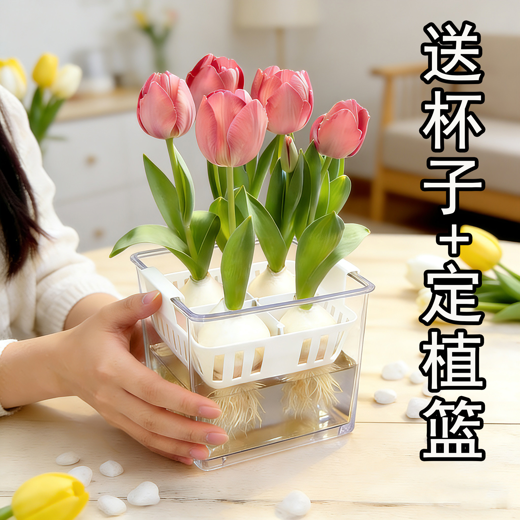 【水培套装】进口水培郁金香种球带芽好养室内开花耐寒粉色,鲜花速递/花卉仿真/绿植园艺,种球/裸根,淘宝优惠券,粉丝福利购,淘宝优惠卷