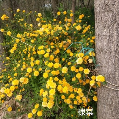 三叶爬山虎地锦蔷薇紫藤凌霄迎春花绣线菊棣棠小叶扶芳藤爬藤植物