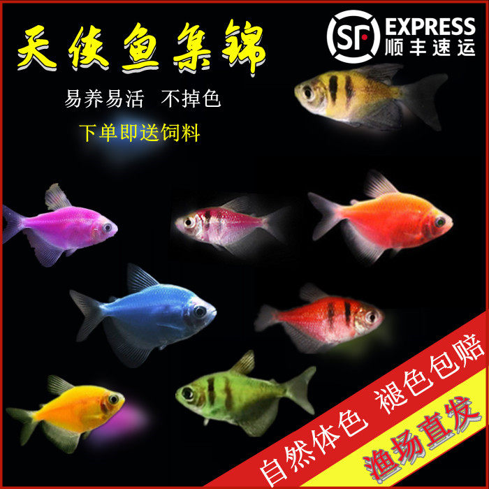 天使鱼彩虹鱼小型热带鱼淡水观赏鱼灯科鱼活体糖果鱼好看好养耐活