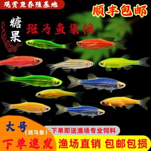 小型淡水热带鱼红斑马蓝莓斑马翡翠荧光糖果斑马观赏鱼活体宠物鱼