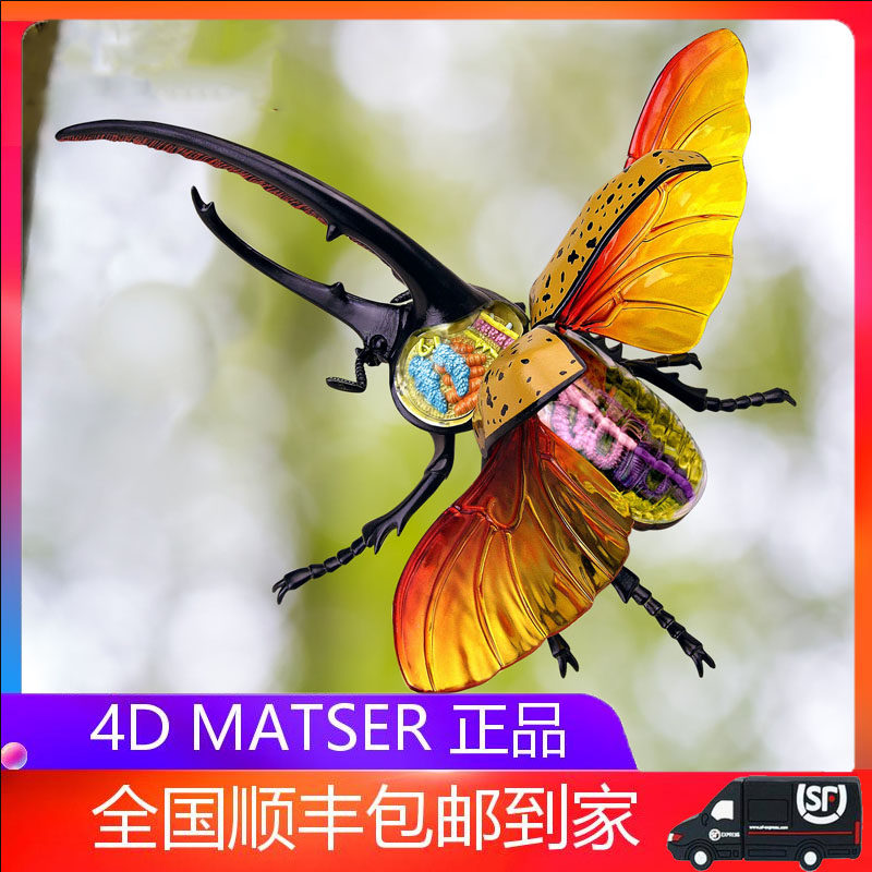 4d master大力士甲虫昆虫仿真动物生物器官解剖模型医学拼装玩具