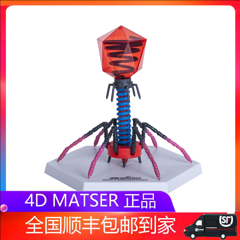 4dmaster噬菌体解剖模型拼装无惧