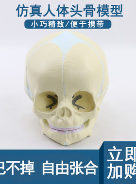 婴儿头骨头颅模型胎儿颅骨模具