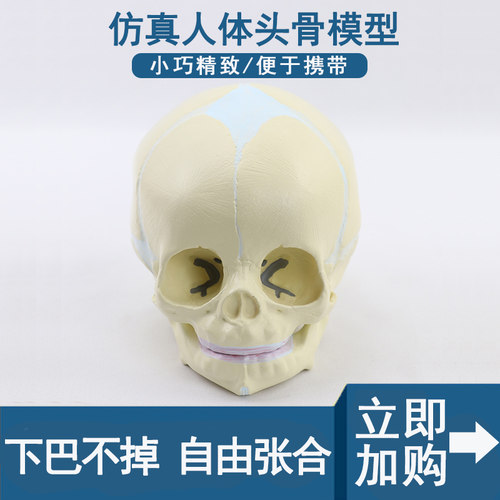 婴儿头骨头颅模型胎儿颅骨模具