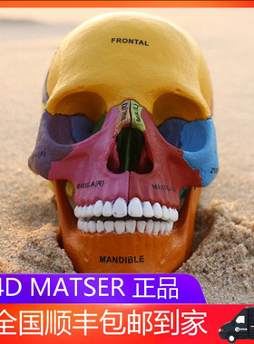 4D MASTER彩色人体头骨模型4dmaster可拆卸医用教学艺用拼装玩具