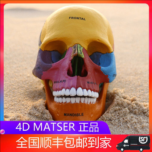 4DMASTER人体头骨模型可拆卸