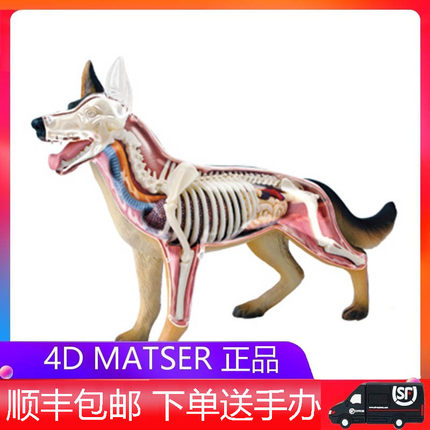4D MASTER德牧犬狼狗模型仿真动物器官骨骼解剖医学教学拼装玩具