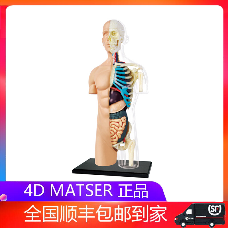 4D MASTER半身透明人体内脏器官骨架躯干解剖模型医学拼装玩具