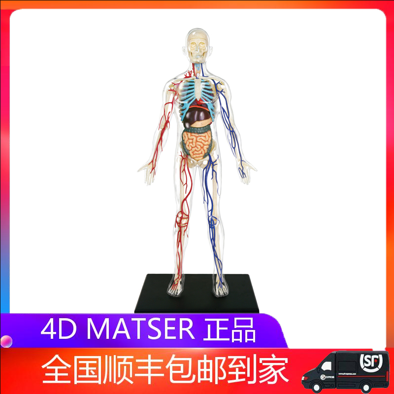 4dmaster全身透明人内脏器官模型