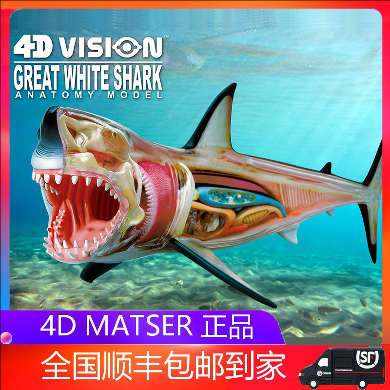 4d master大白鲨鱼模型内脏器官解剖动物医学用教益智拼装玩具