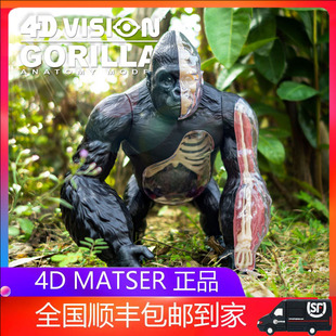 4D MASTER大猩猩银背猿模型仿真动物器官骨骼解剖教学拼装玩具