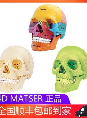 4D MASTER彩色人体头骨模型4dmaster可拆卸医用教学艺用拼装玩具