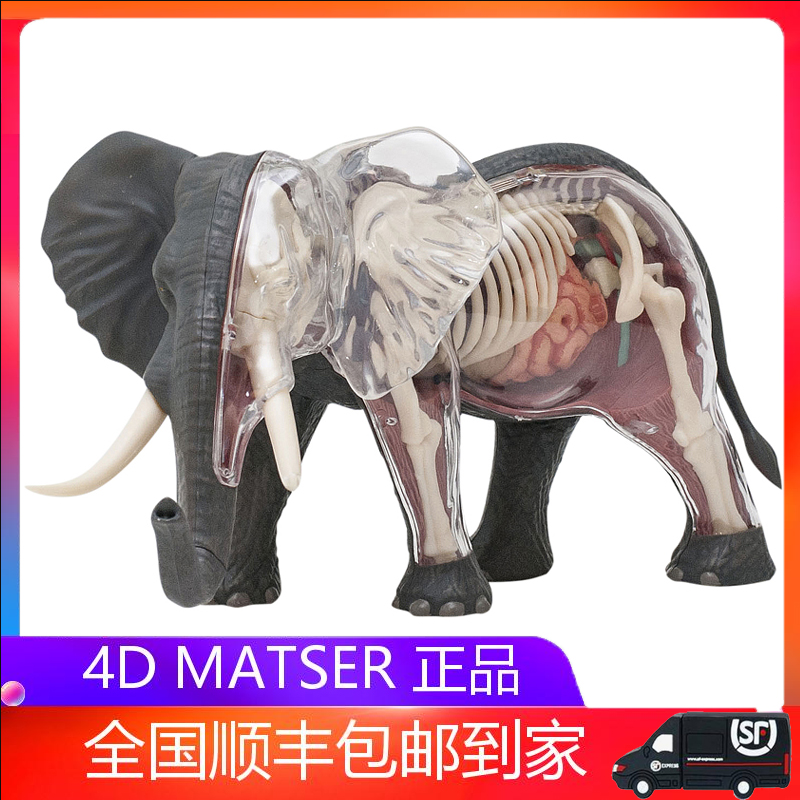 4dmaster亚洲象大象器官解剖模型