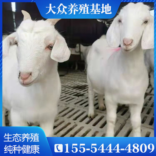 大山羊价格 大山羊图片 星期三