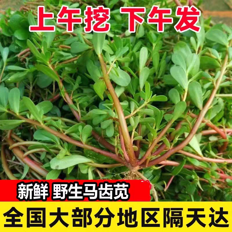 安徽新鲜马齿苋菜野生马齿苋现采马菜五行草长命菜蚂蚱菜麻绳菜