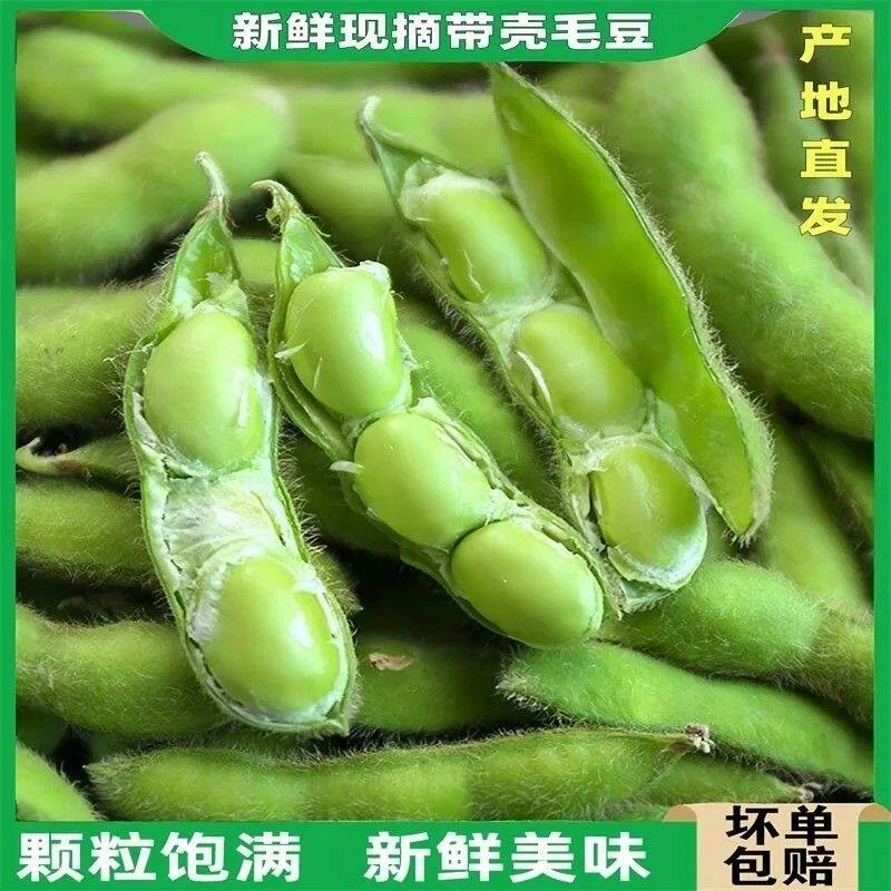 安徽农家现摘现发带壳毛豆新鲜毛豆青豆荚带壳毛豆角大青豆盐水