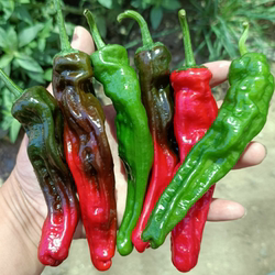 新鲜蔬菜薄皮椒螺丝椒小皱皮土辣椒超辣特辣青辣椒超辣剁椒魔鬼辣