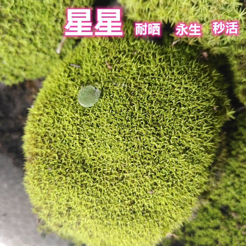 野采苔藓室内铺盆室外暴晒耐晒