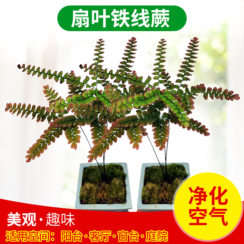 扇叶铁线蕨磷毛蕨乌毛蕨蕨类植物室内耐阴提根抱石
