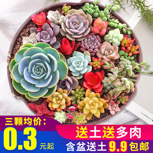 多肉植物带盆室内盆栽质量怎么样 多肉植物带盆室内盆栽口碑怎么样 小麦优选 多肉植物带盆室内盆栽质量怎么样 多肉植物带盆室内盆栽口碑怎么样 小麦优选