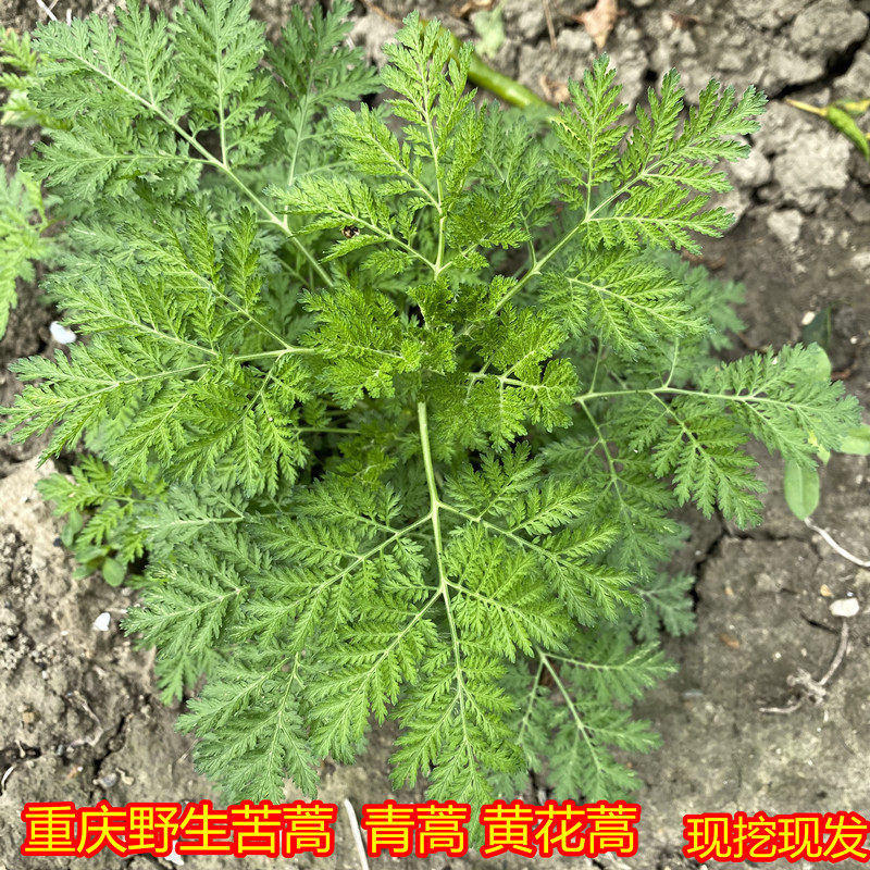 重庆苦蒿新鲜野生青蒿黄花蒿臭蒿香蒿现挖现发可泡茶泡澡盆栽