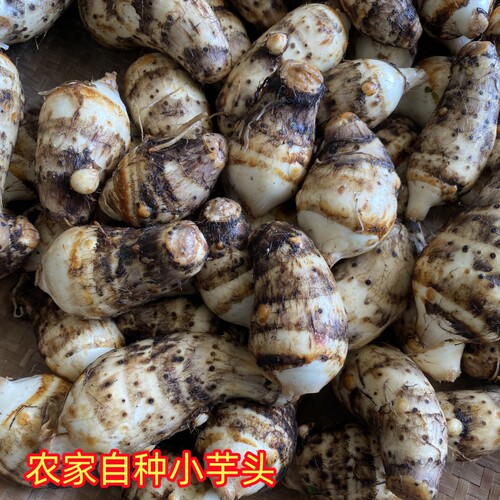 26年重庆新鲜小芋头水芋儿土芋儿仔毛芋头农家露天种植应季蔬菜