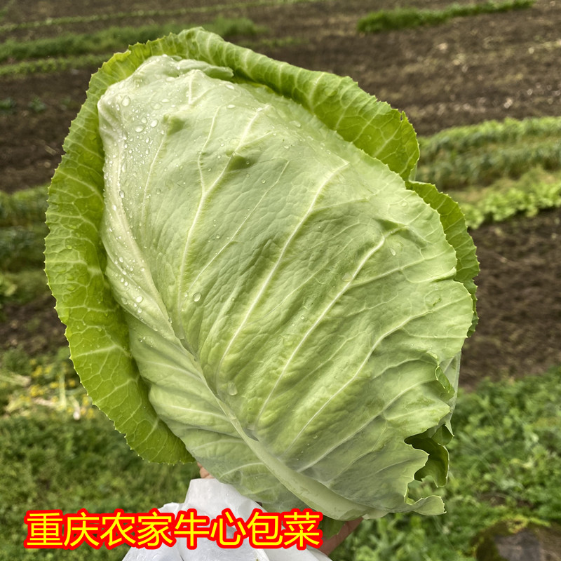 重庆农家牛心菜新鲜现摘包心菜卷心菜手撕尖尖白菜露天新鲜蔬菜-封面