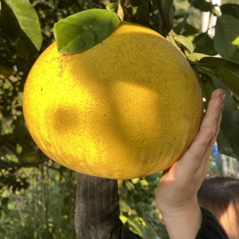 重庆特产梁平柚特大果新鲜
