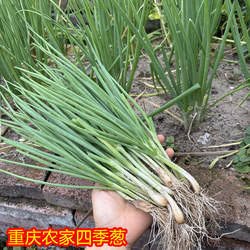重庆农家小葱新鲜小香葱现挖四季葱分葱带泥发货